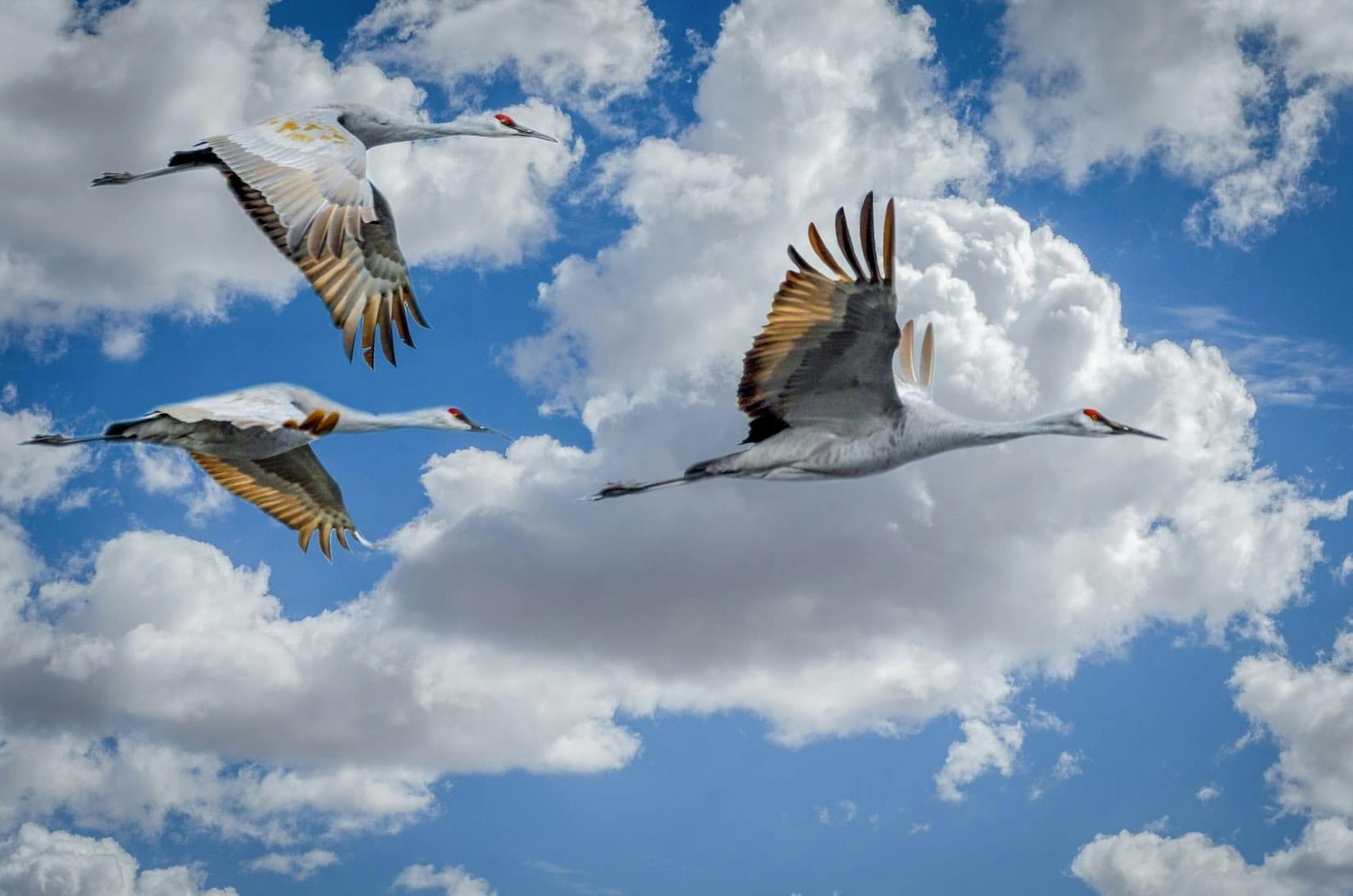 birds-migrating